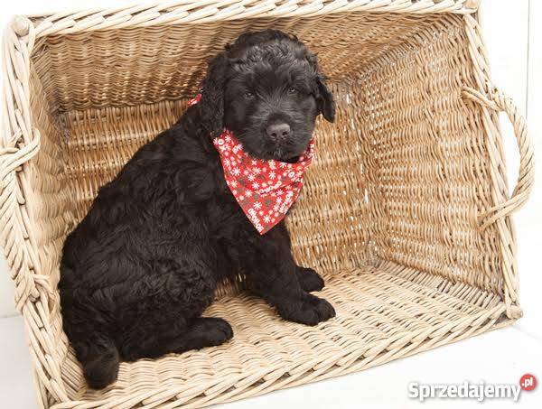 Szczeniak czarny terier rosyjski  rodowód łódzkie Łódź
