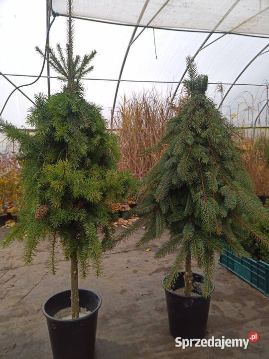 Choinka Łódź sprzedam