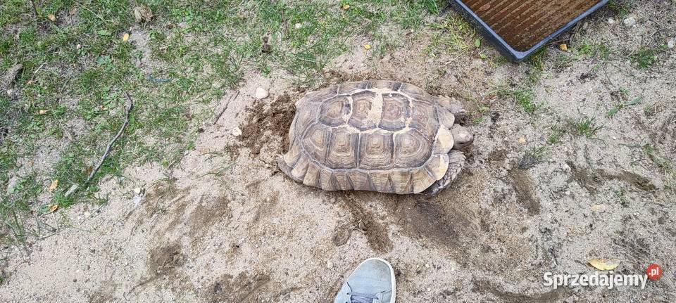 Żółw pustynny Centrochelys sulcata dwie duże opolskie Opole