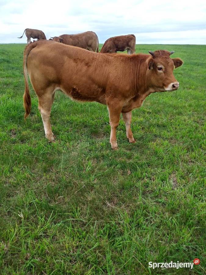 4 jałówki 100 LM Limousine