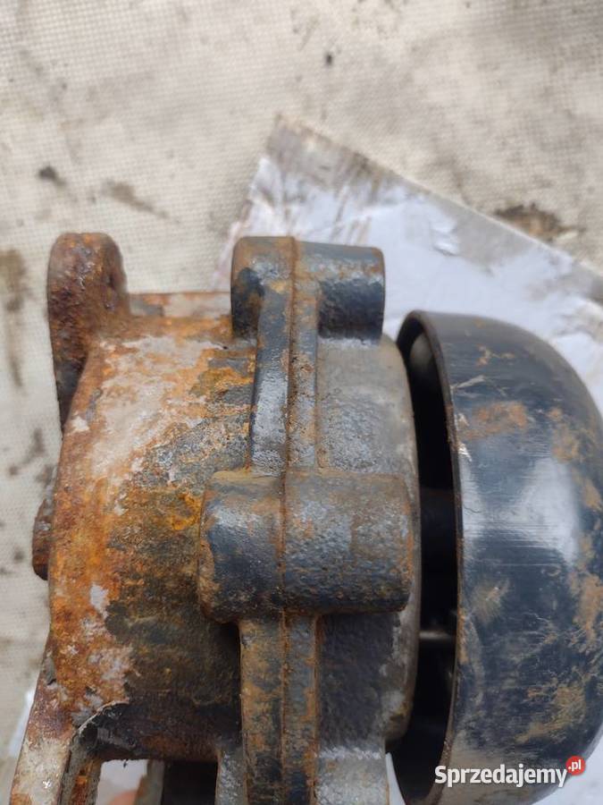 Dzwonek grzechotkowy małopolskie