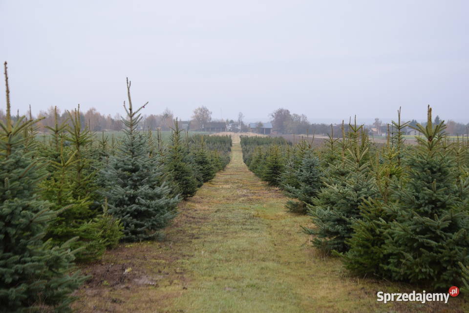 Choinki świerk srebrny pospolity HURT DETAL 15 Krzepice sprzedam