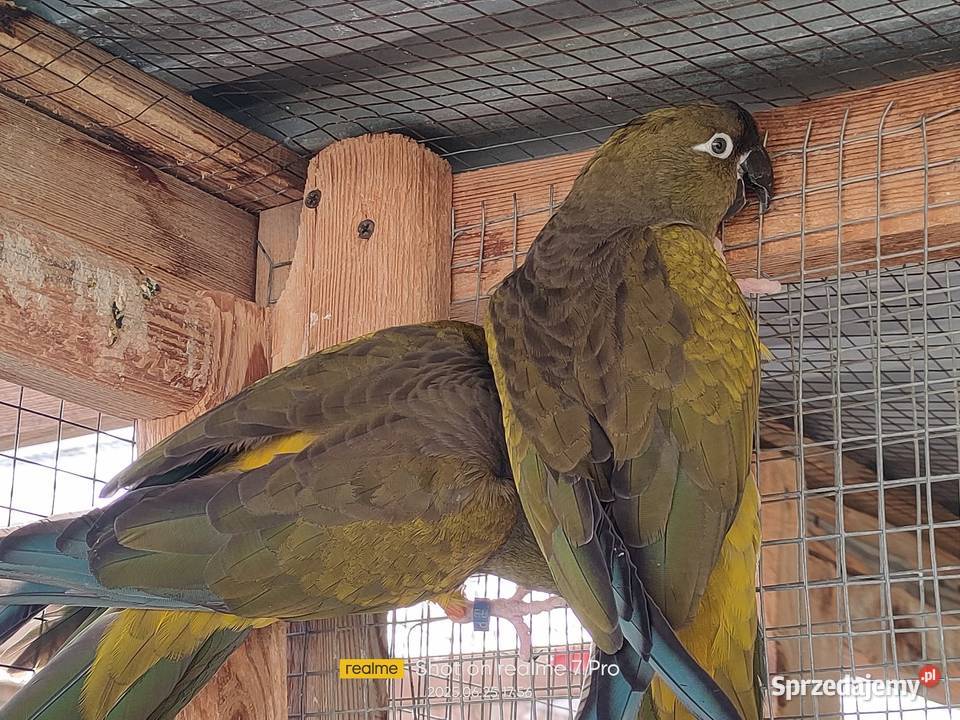 Patagonki pary samice konury łódzkie Parzno