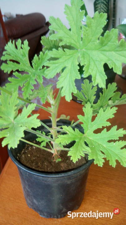 Geranium pachnące cytrynką Białystok
