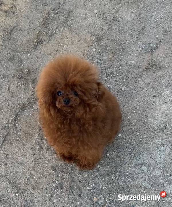 Sliczne pudel pudelki Toy i mini Oława