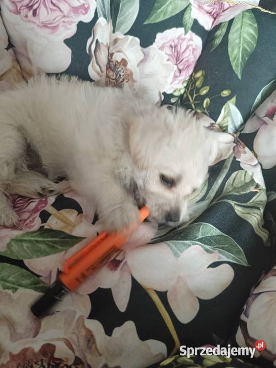 Suczka pół maltanczyk