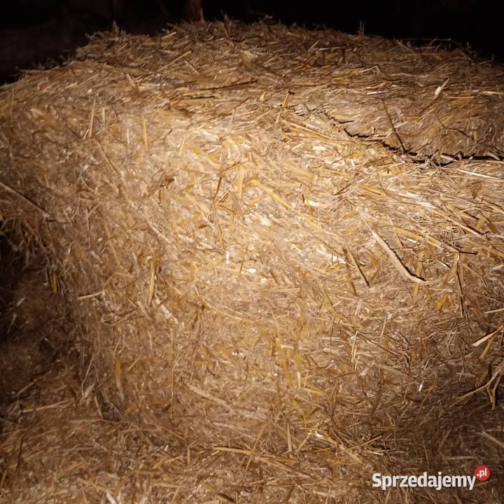 Sprzedam słome owiniętą prasie Mchele Burszewo