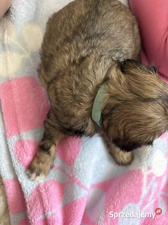 Suczka shih tzu Lekowo sprzedam