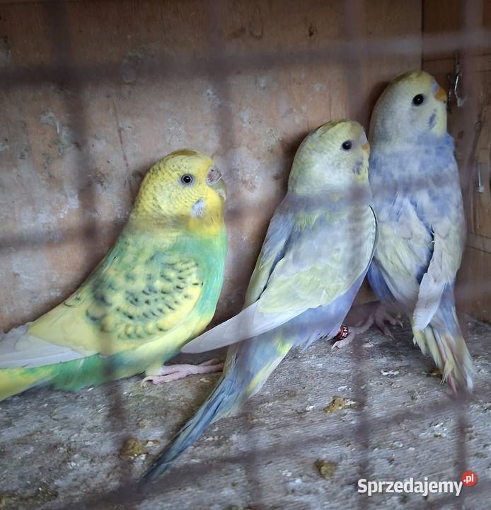 Papugi faliste tęczowe spangle Jarocin