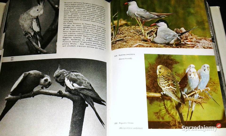 Wielki atlas ptaków Jan Hanzak Rok wydania 1976 Chełm