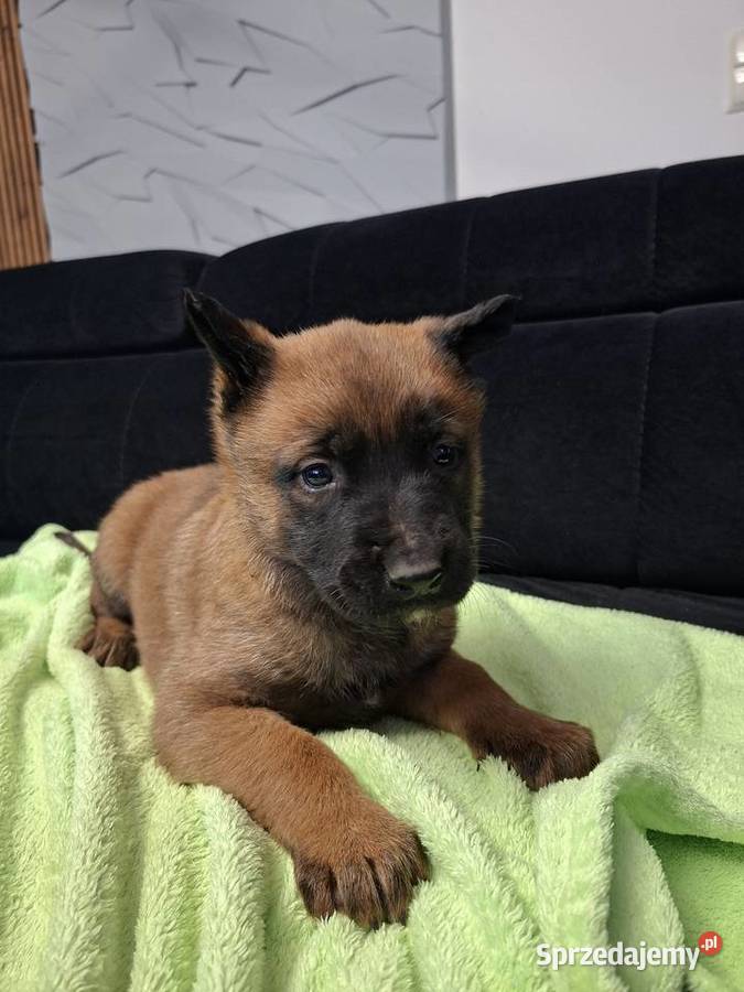 Owczarek Belgijski Malinois Szczeniaki Owczarek Częstochowa