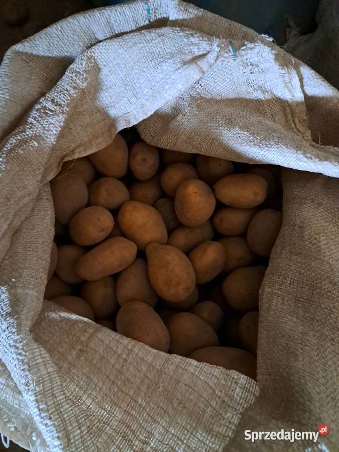 Sprzedam ziemniaki Soraya Pilica