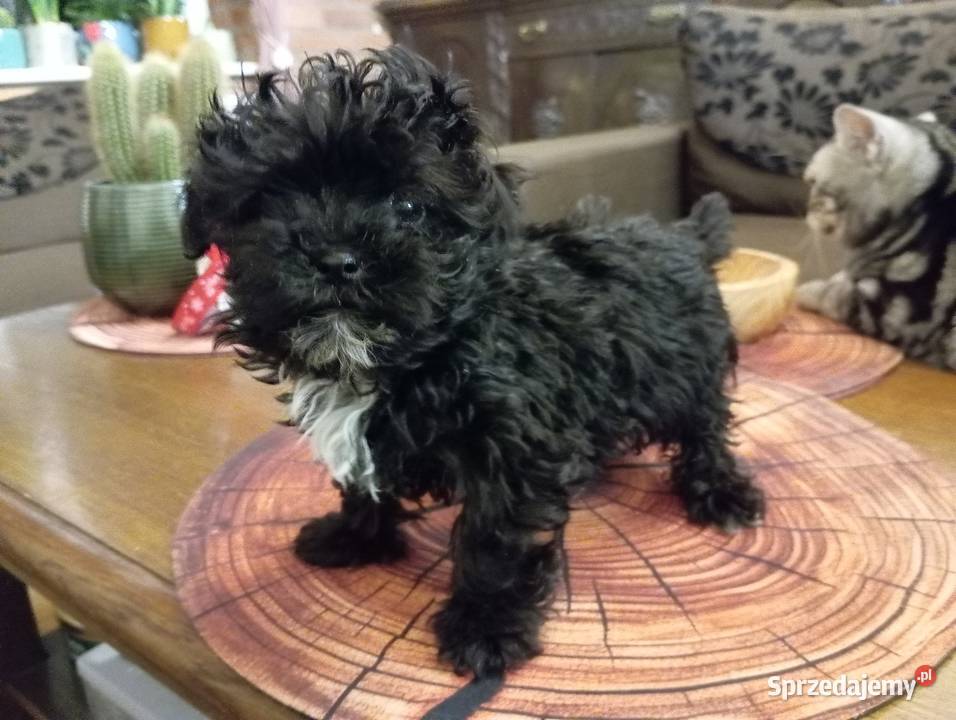 Sprzedam pieska rasy Rosyjska Bolonka Kolorowa Środa Wielkopolska