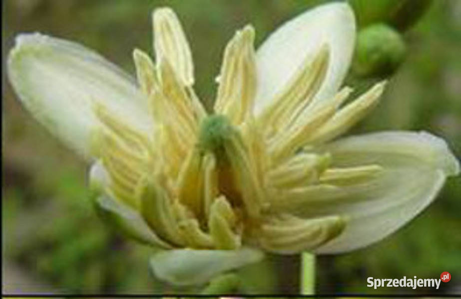 KLEISZCZE SMAKOWITE Aegle marmelos NASIONA 1400