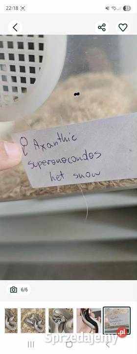 Heterodon dorosły samiec Wrocław sprzedam