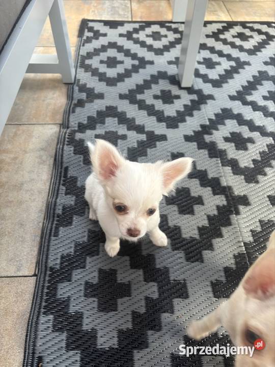 Dziewczynka chichuhaua długowłosa Chihuahua Piotrków Trybunalski
