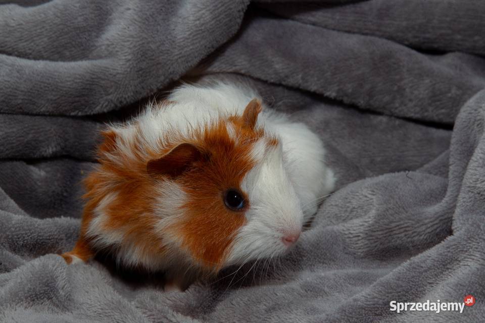 świnka morska cavia domowa SAMIEC Koszyce Wielkie