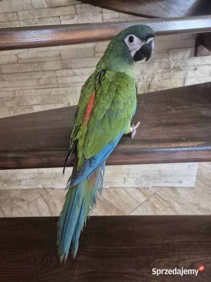 Ara Marakana ręcznie karmiona Rakoniewice sprzedam