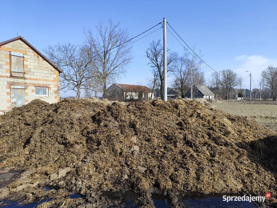 Obornik konski Łęczyca