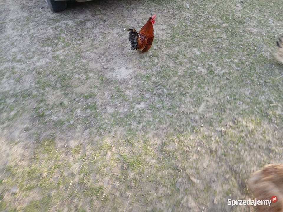 Kogutek liliputek zielononozek Czarnocin