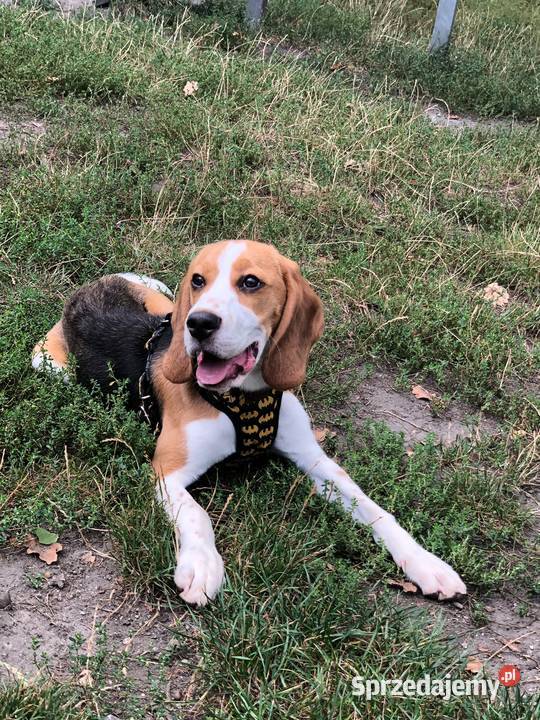 Beagle szuka domu Gliwice sprzedam