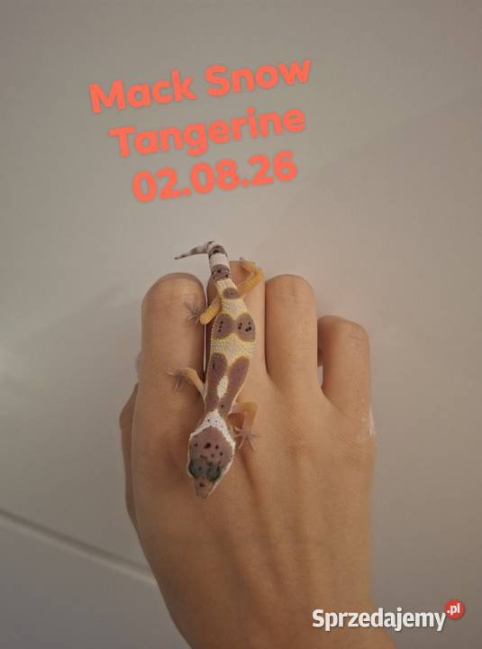 Gekony Lamparcie Mack Snow Mack Snow Tangerine Ruda Śląska sprzedam