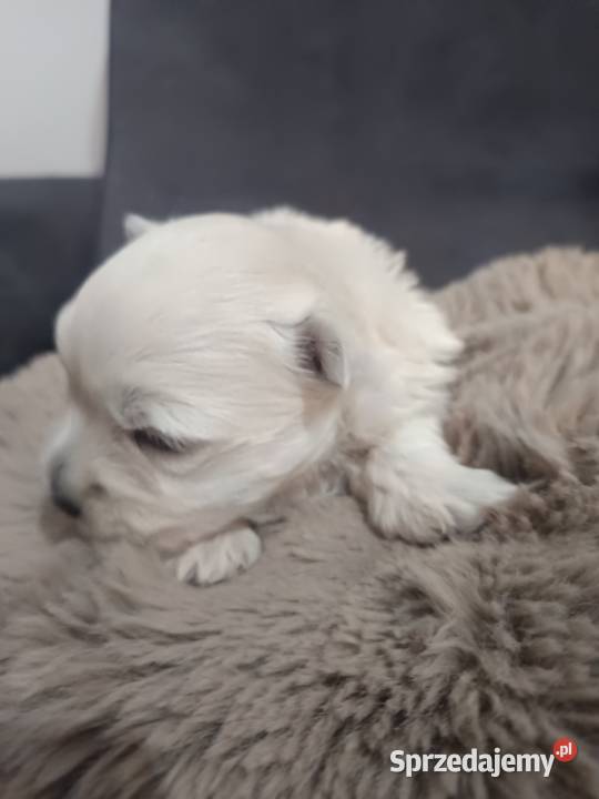 west highland white terrier suczka z rodowodami