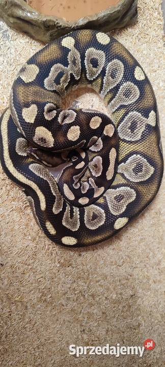 Pyton królewski samica Mojave Bytom