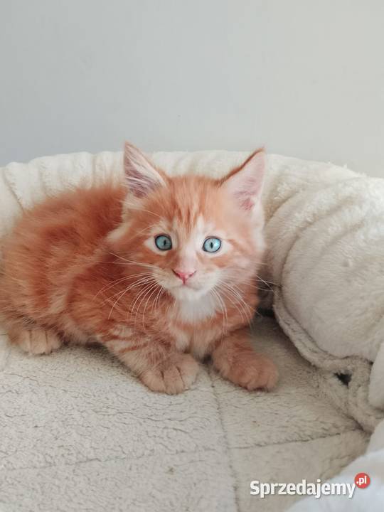 Kocurek Maine Coon Rodowód FPL
