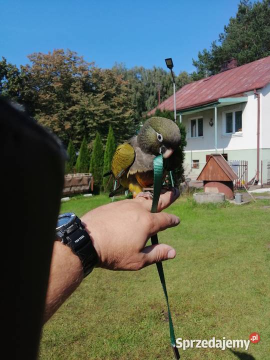 Szelki papug Dla ptaków Sulbiny