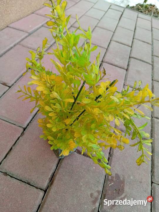 Sprzedam akwarium 60l małopolskie Łososina Dolna