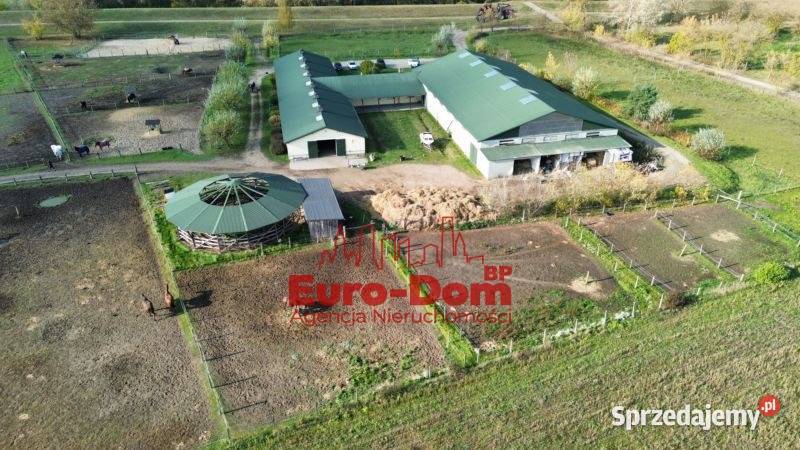 Renomowana stajnia na sprzedaż mazowieckie Pruszków sprzedam