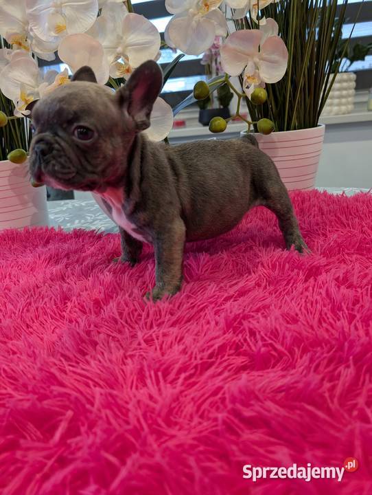 Buldog francuski piesek pomorskie Gdańsk sprzedam