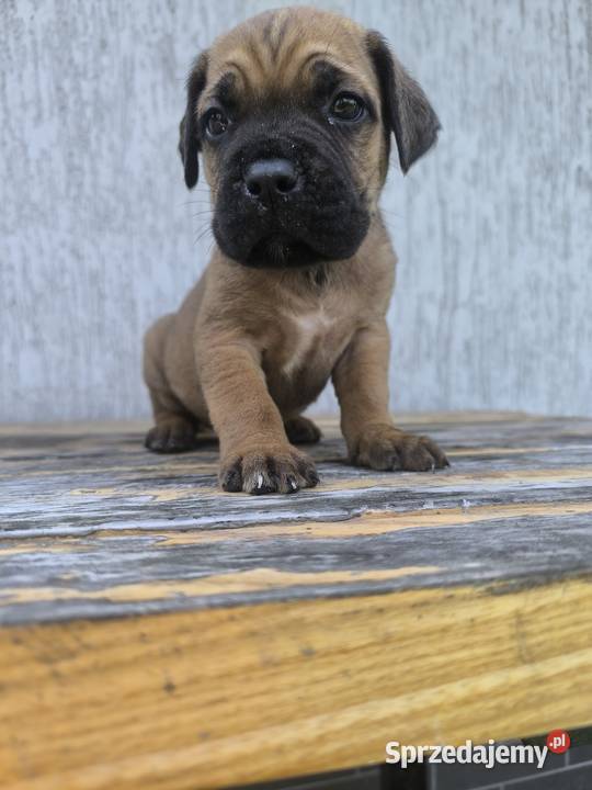 Cane Corso szczeniaki podkarpackie Cieszanów sprzedam
