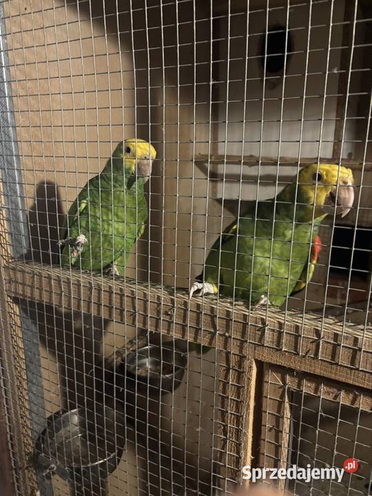 Amazonki niebieskoczelne pąsowe białoczelne Pińczów sprzedam