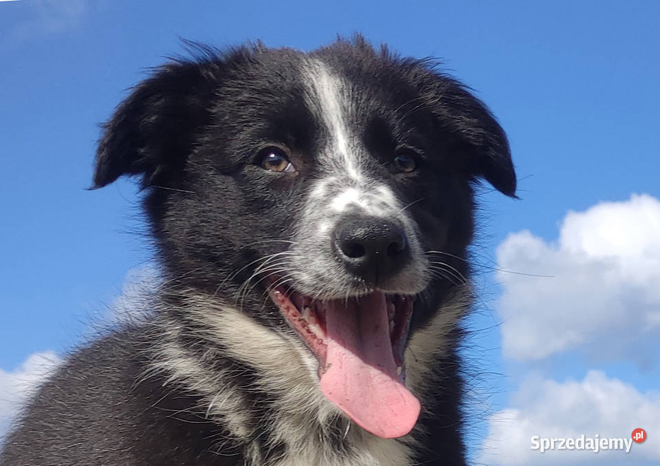 Piękna rasowa suczka BORDER COLLIE z pełną dok Pozostałe Iwonicz