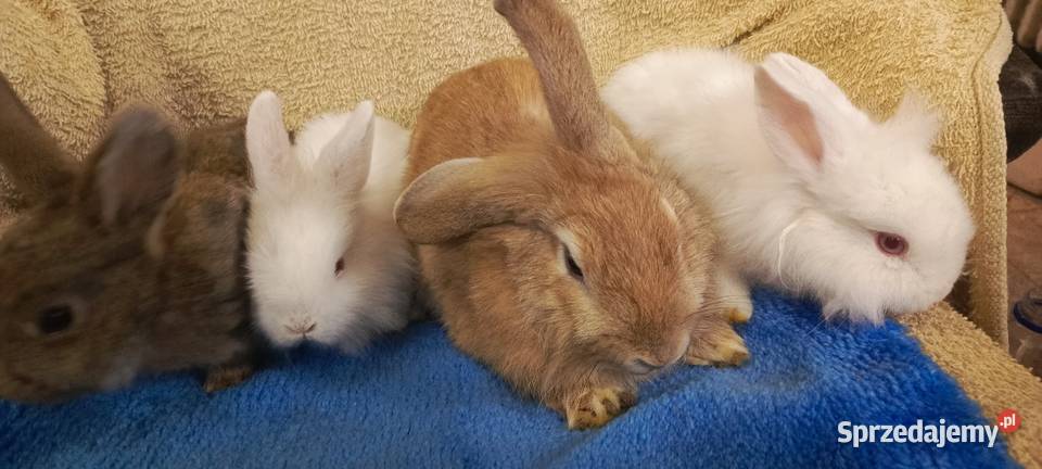 Królik miniaturka baranek i inne Króliki śląskie