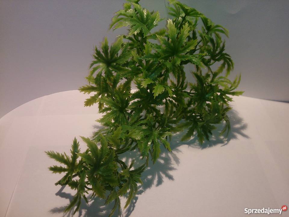 Sprzedam Węża Zbożowego około 70 z terrarium Pozostałe mazowieckie Nadarzyn