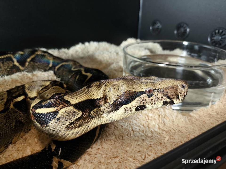 Boa constrictor samica