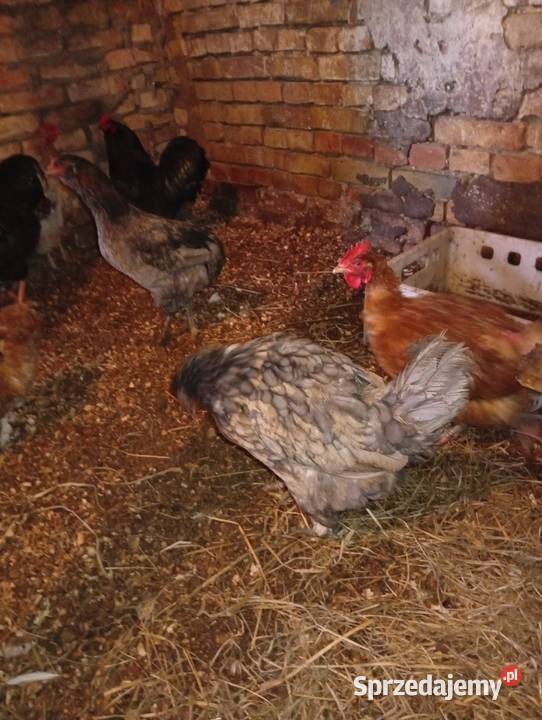 Kury sprzedam Lubiszyn sprzedam