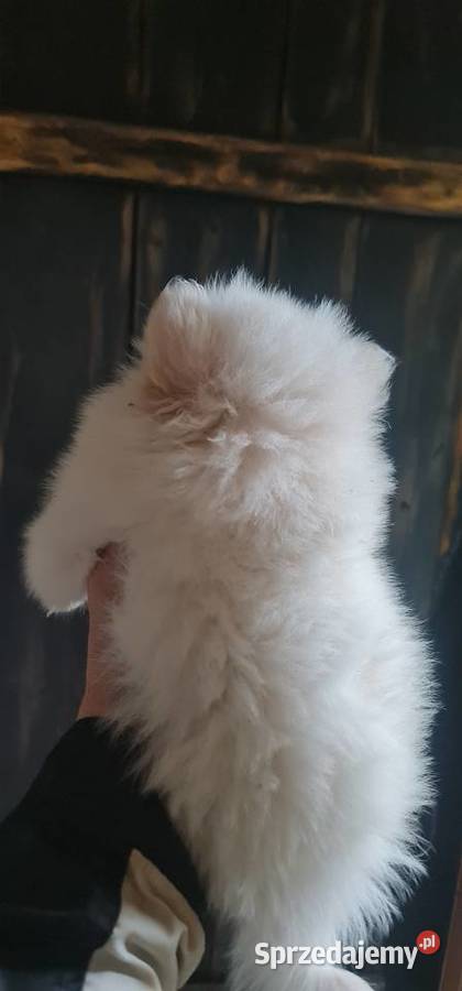 Pomeranian szpic miniaturowy szczeniaki suczki Szpic miniaturowy podkarpackie Frysztak