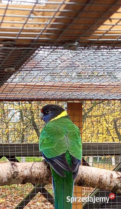 Barnard czarnogłowy Środa Wielkopolska