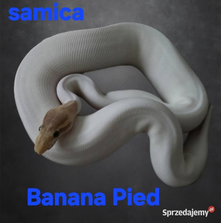 Samica banana pied pośle yb Puławy