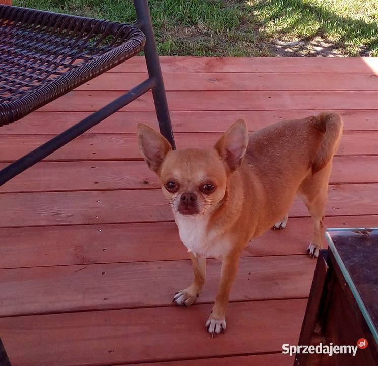 Chihuahua suczka bezowa Jasienica Dolna