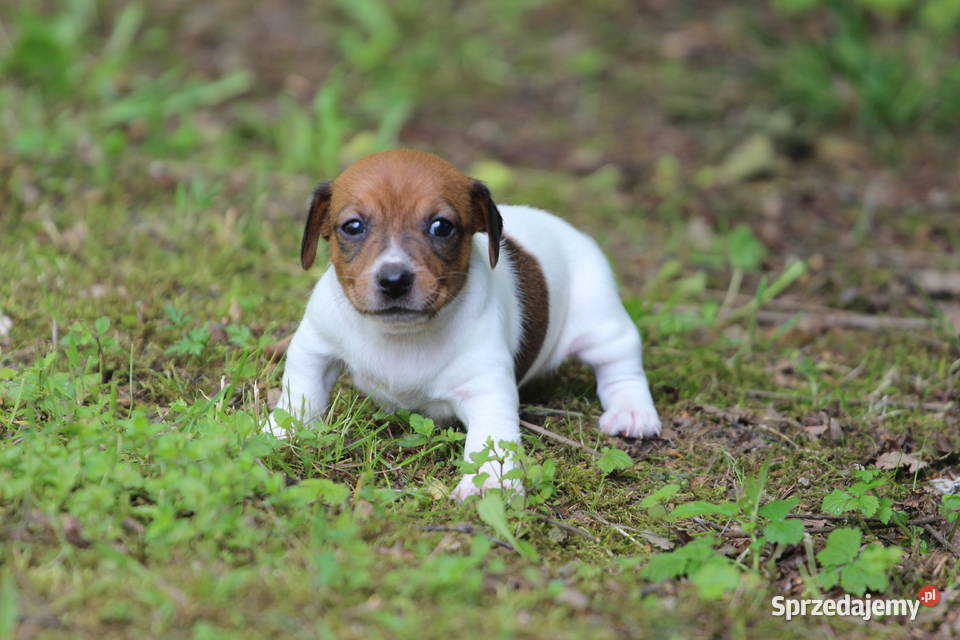 Piesek Jack Russell Terrier krótkowłosy Tarnów