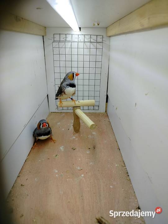 Zeberki samce dorosłe i młode