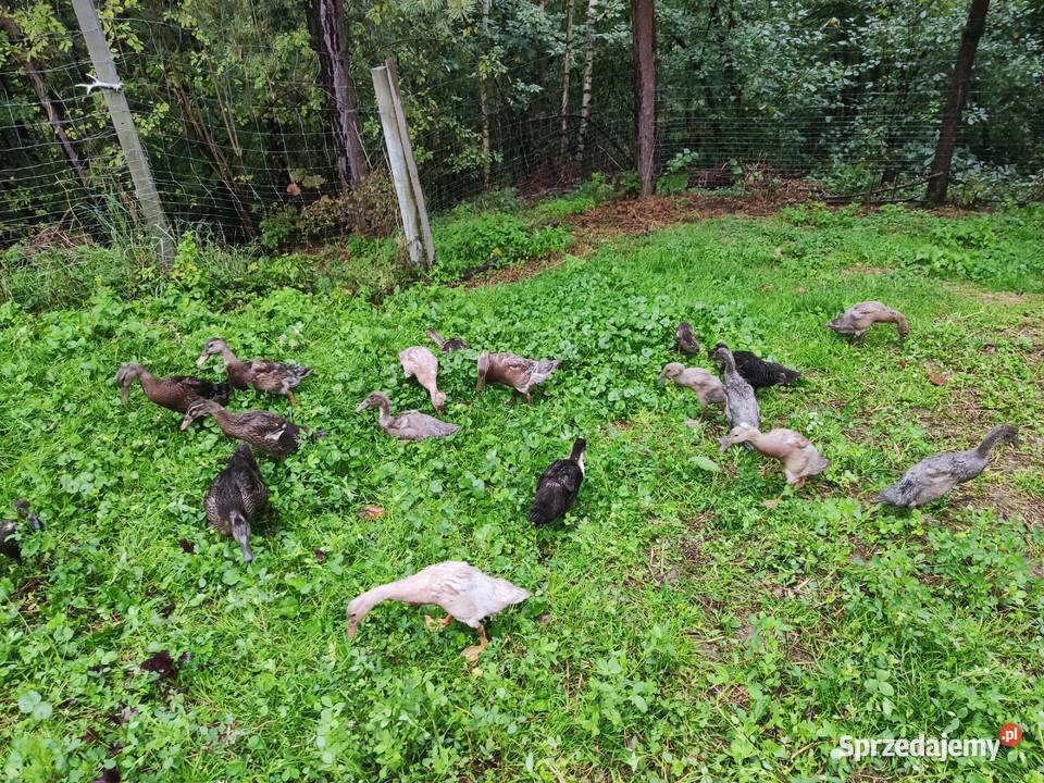 Kaczor i kaczka biegus biegusy indyjskie Dobczyce