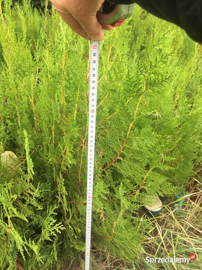 OkazjaSzmaragdy różnej wysokości 150180 200 Sompolno