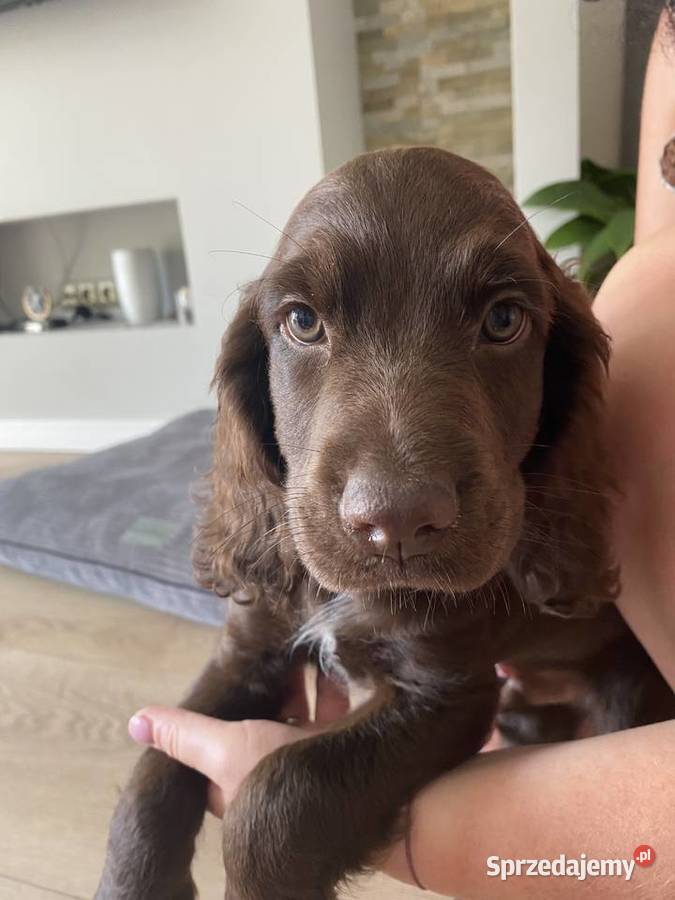 Sprzedam Płochacz NiemieckiWachtelhund Kamyk