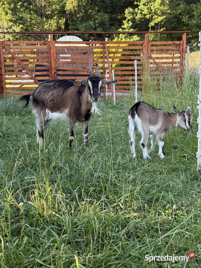 Koza Kozy matka z córką Kozy